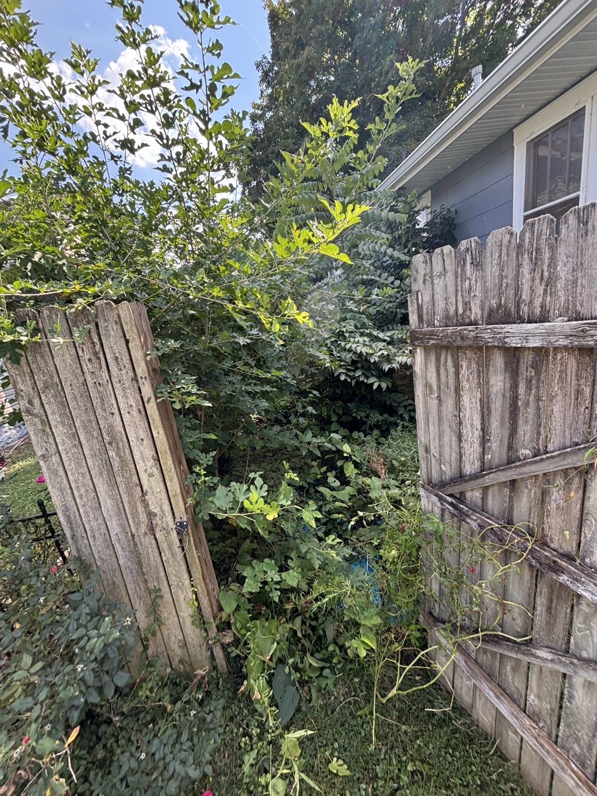 Overgrown brush before removal